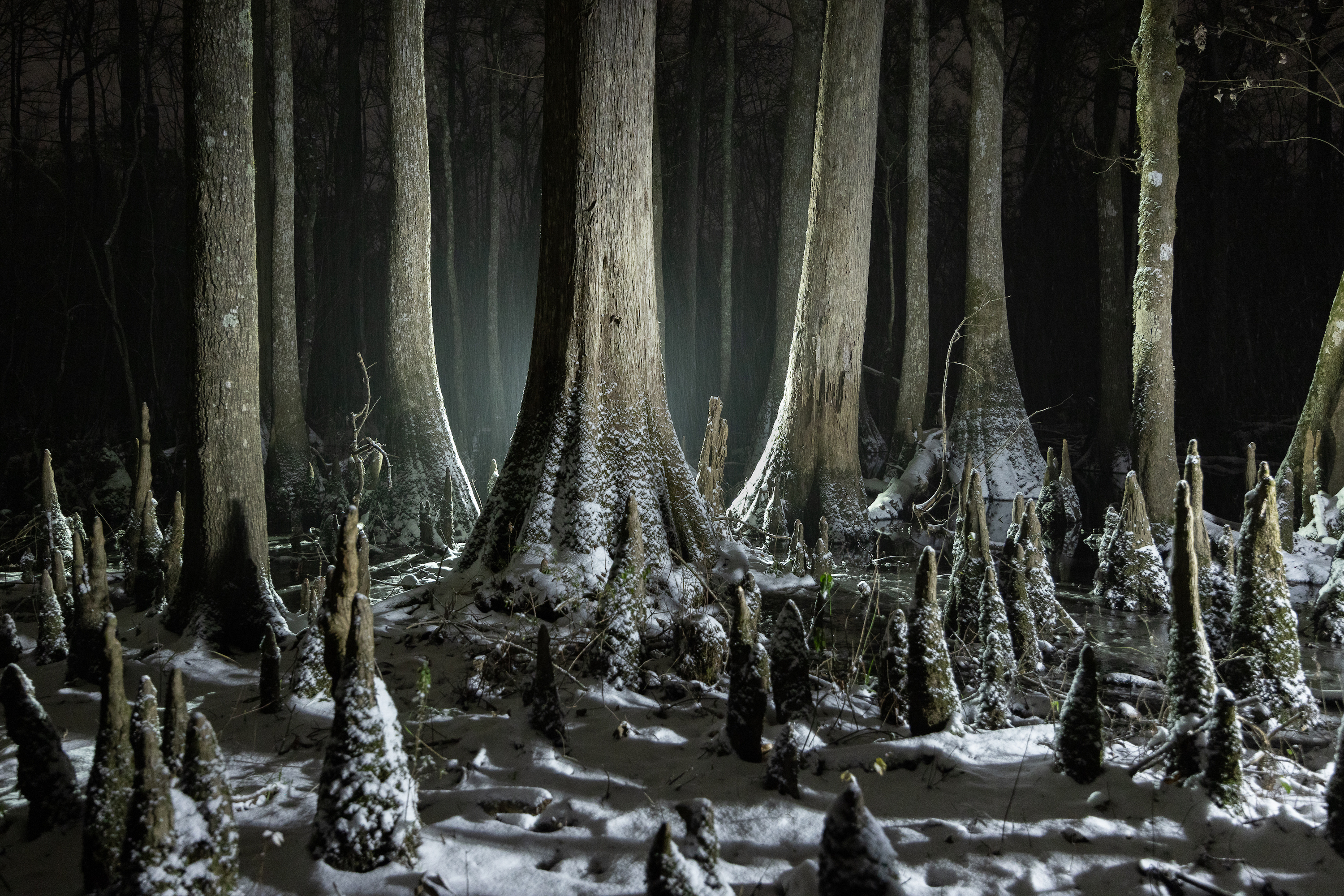 A cypress tree forest in snow