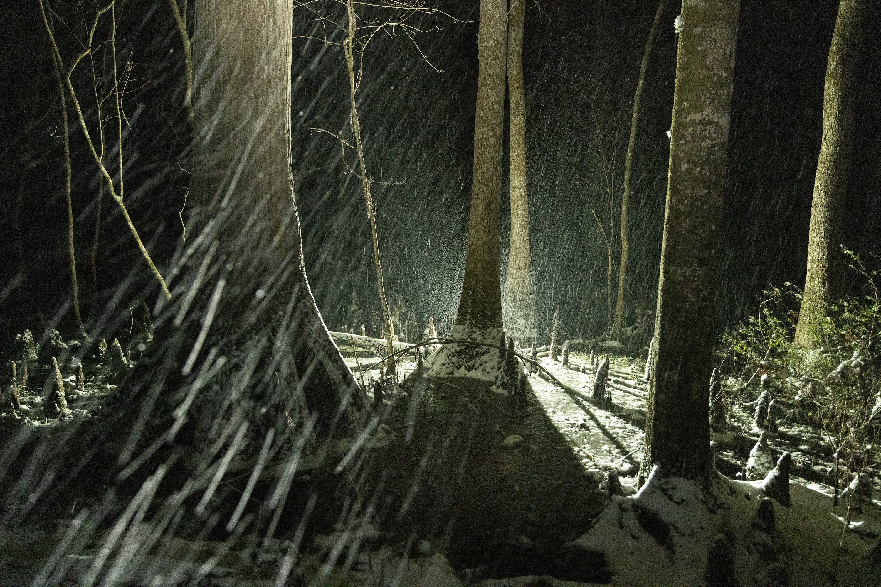 Snow comes down in a forest