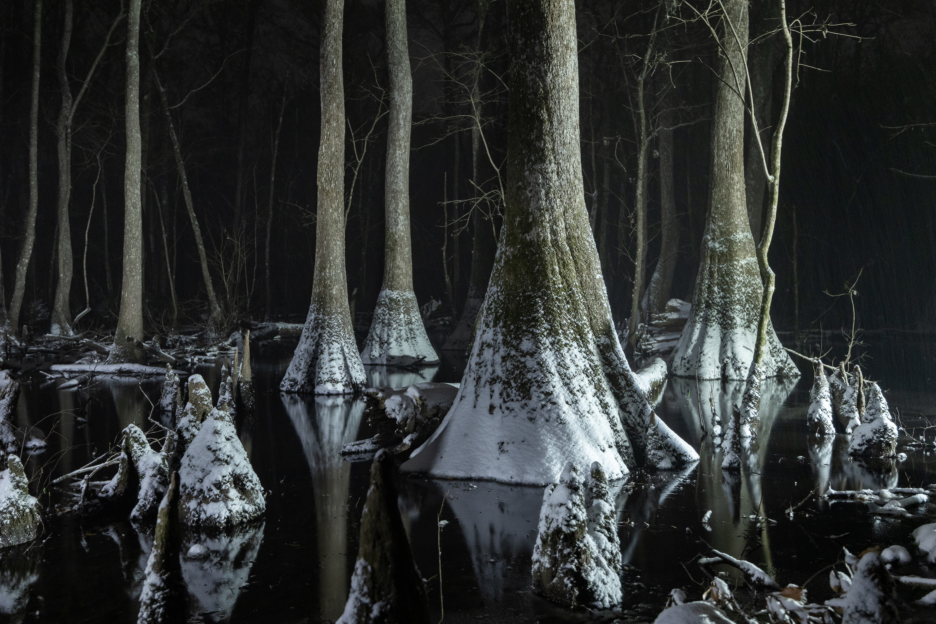 Snowy cypress trunks in a swamp