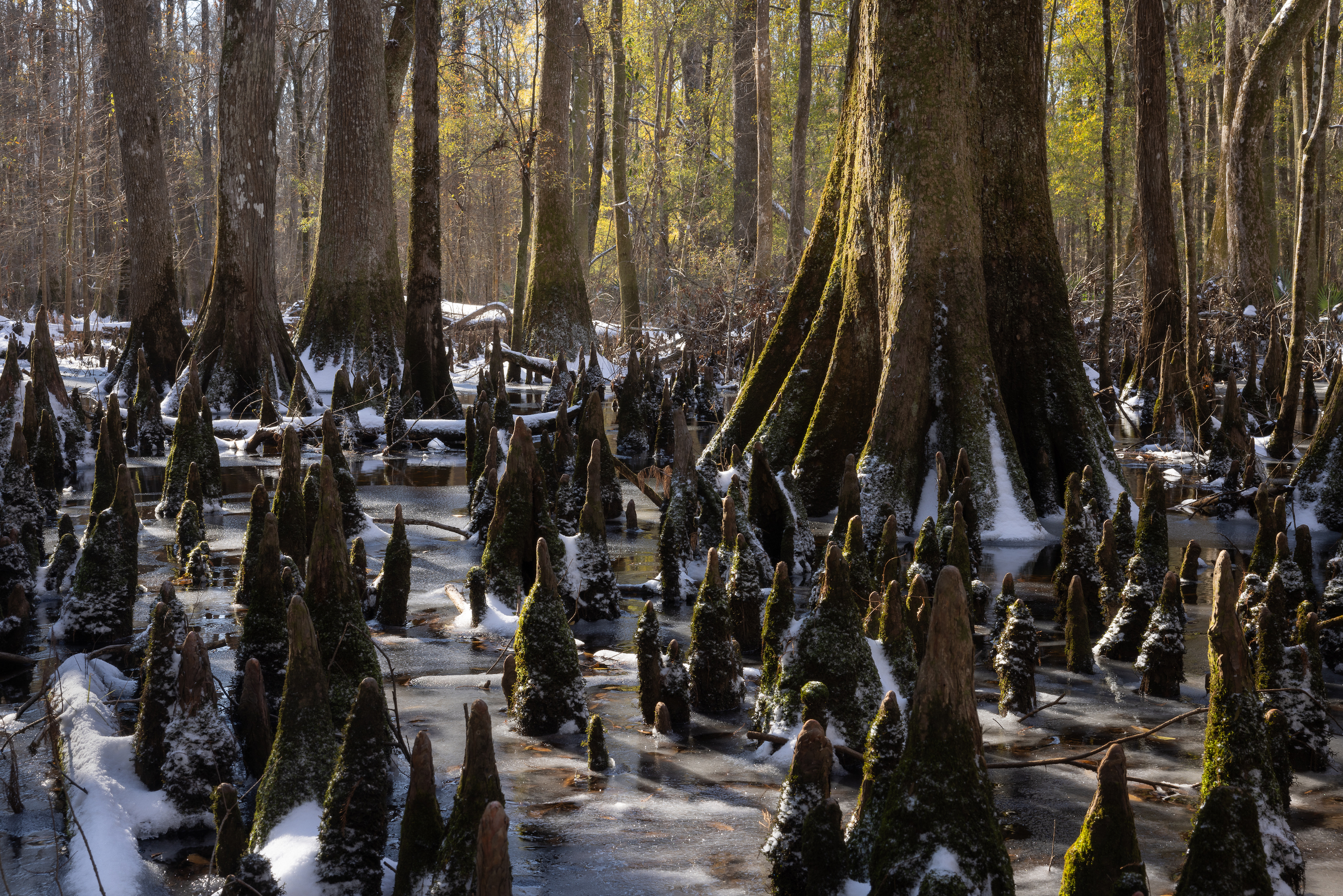 Frosted cypress roots in a swamp