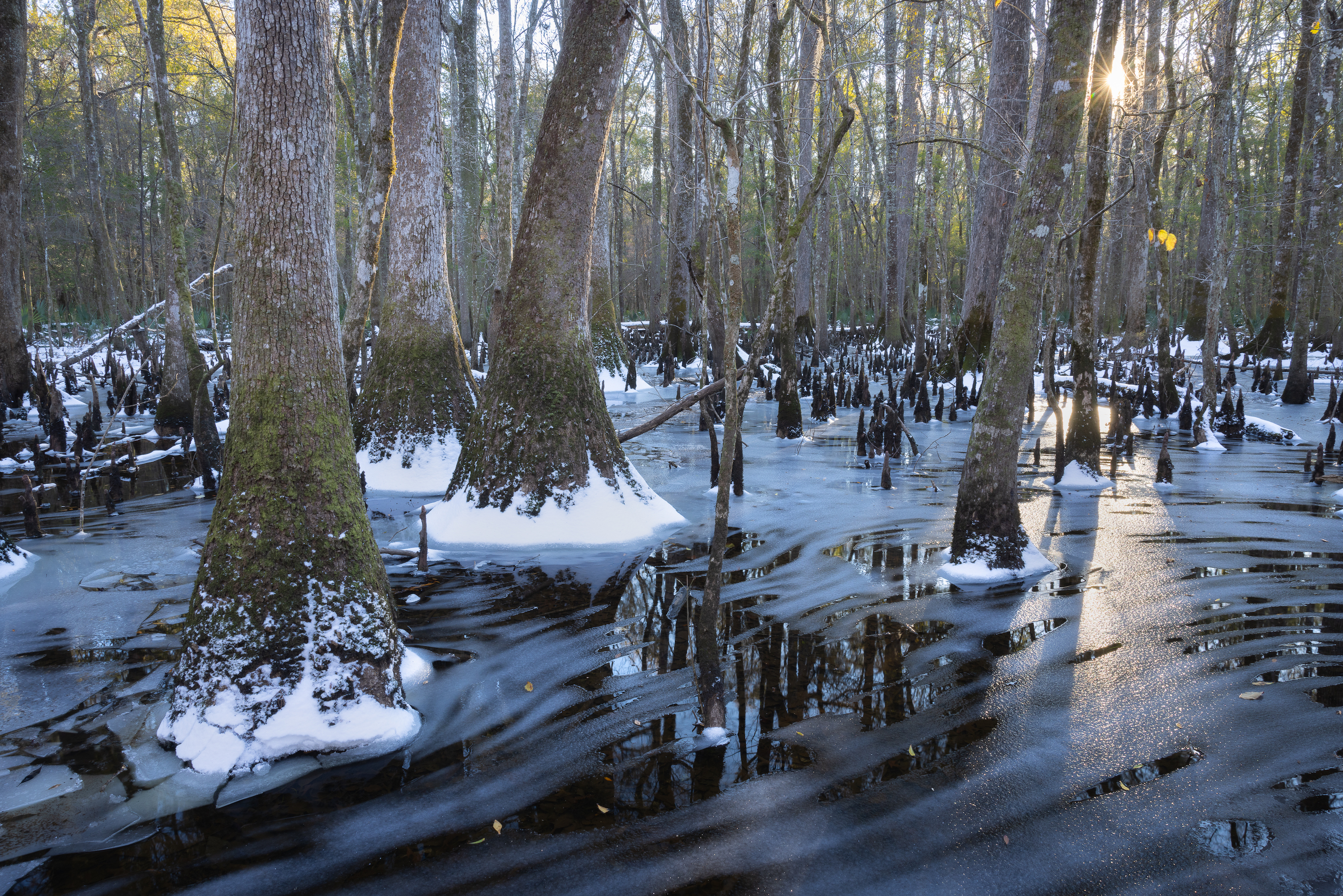 Icy swirls on black water in a swamp