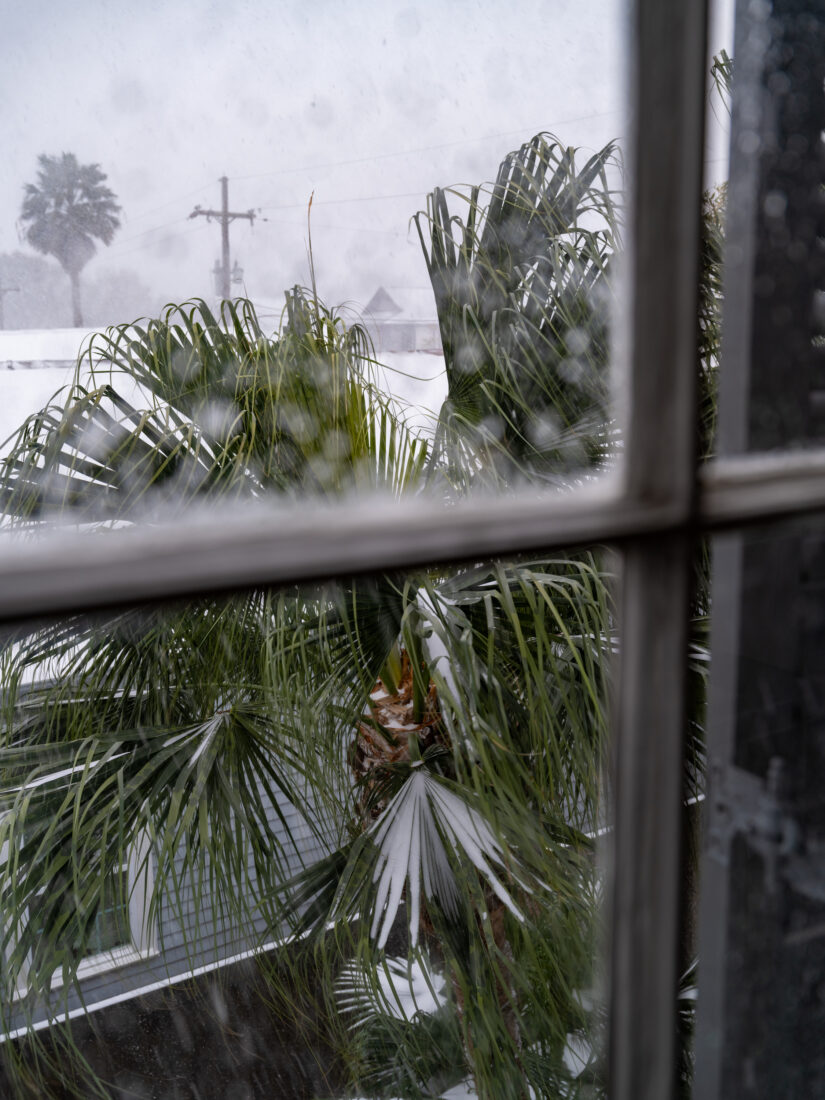 The window view of a palm tree in the snow