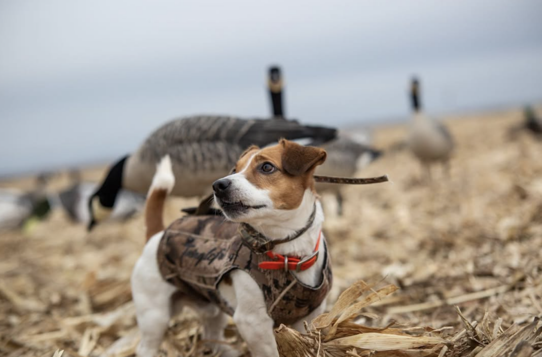 A jack russell dog in the field