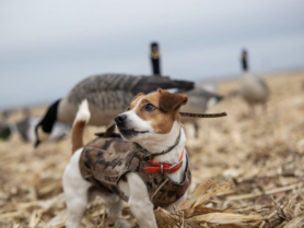 A jack russell dog in the field