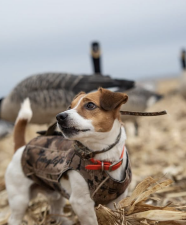 A jack russell dog in the field