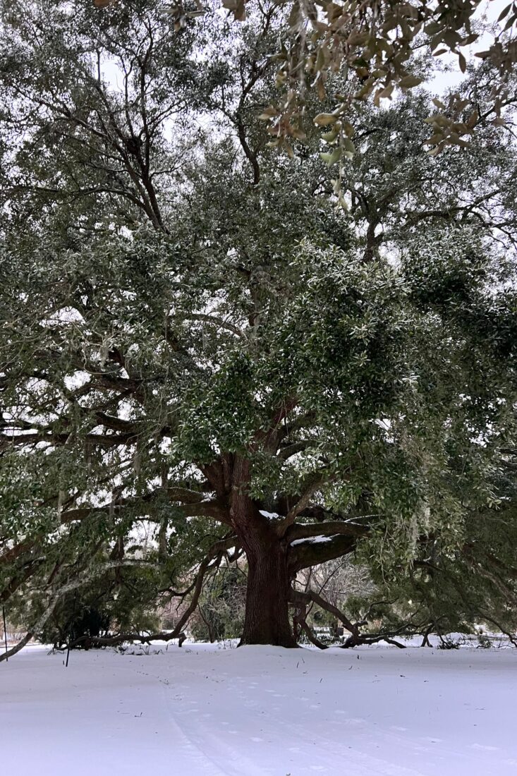 Live oak branches covered in snow