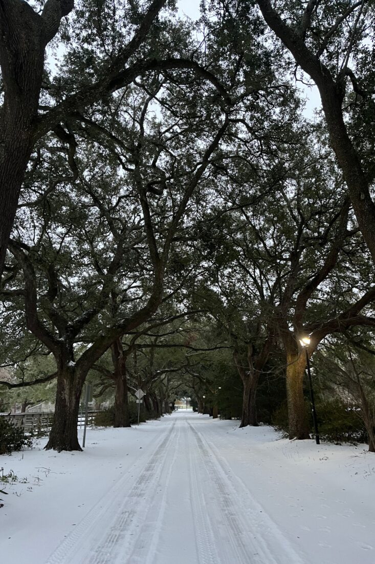 A row of live oaks