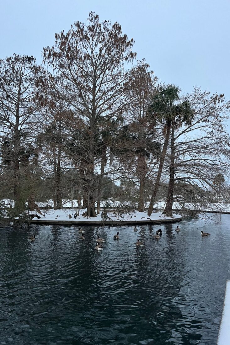Geese in a pond on a snowy day