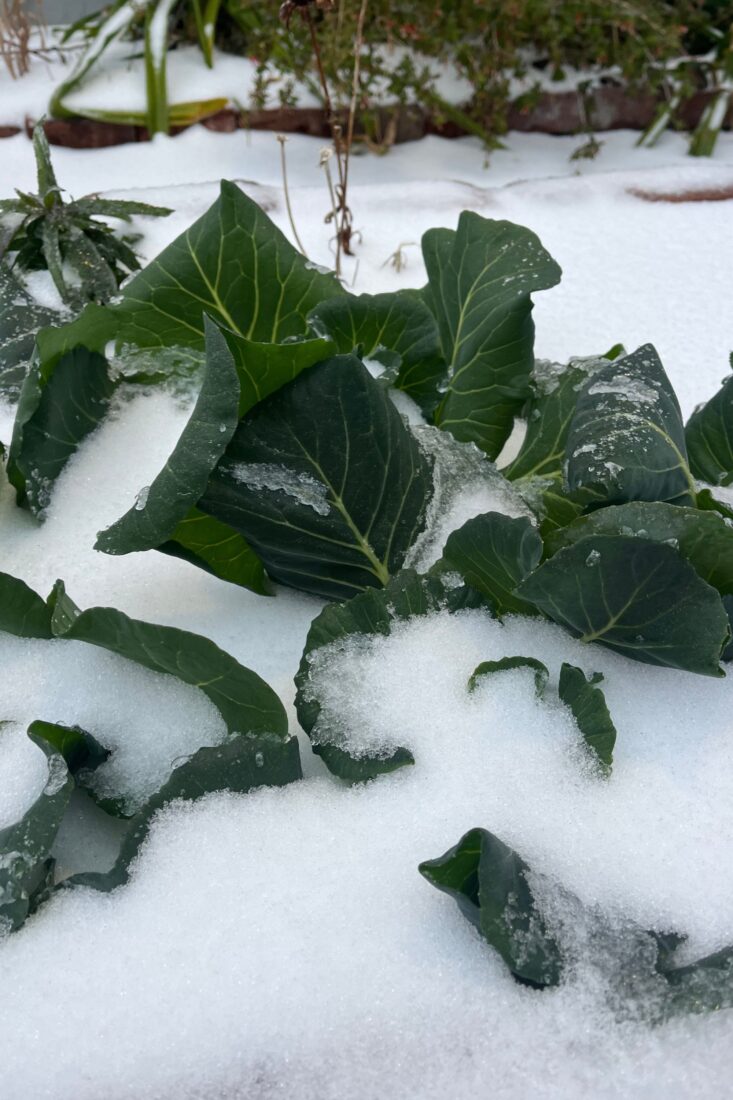 Collard green plants in the snow