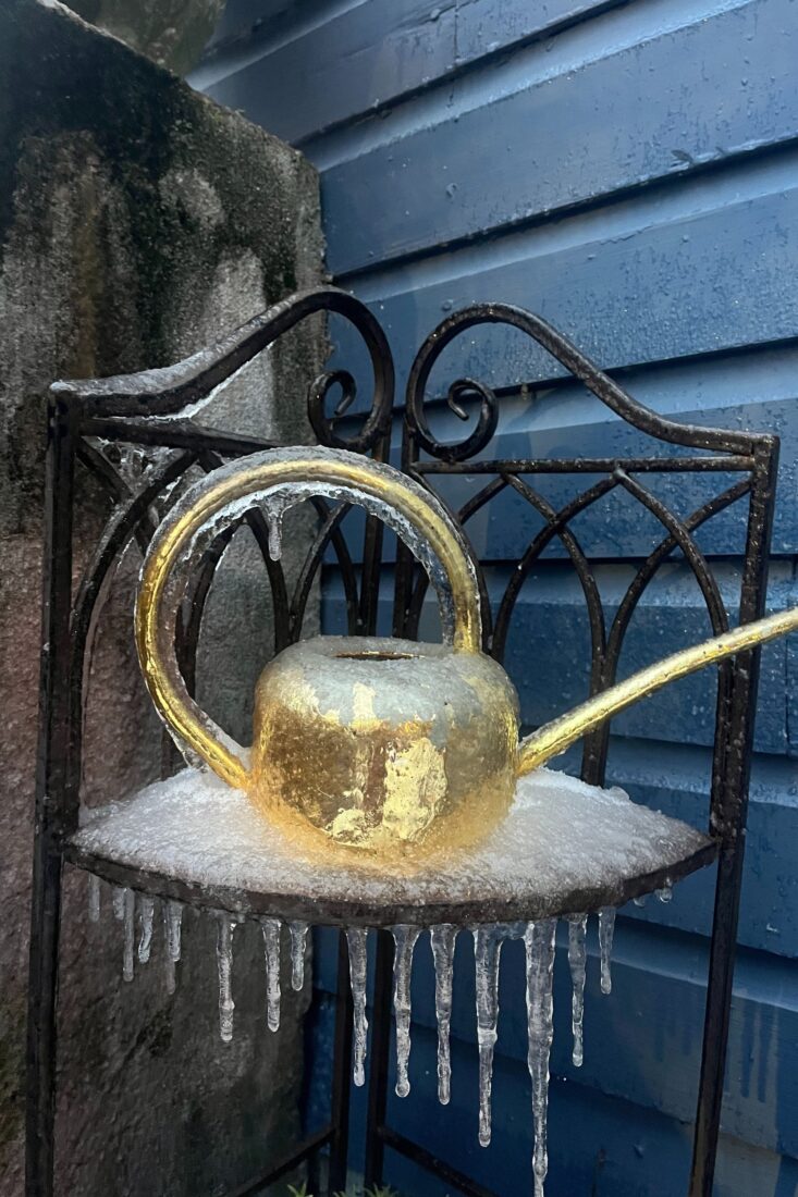 A gold watering can covered in ice