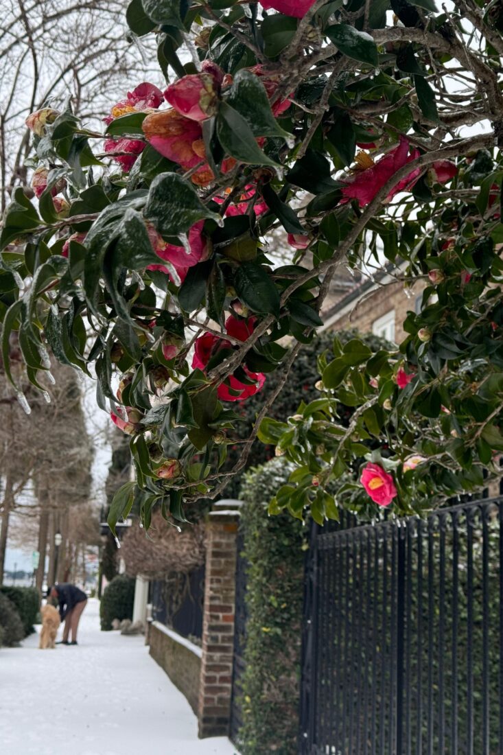 Camellias covered in ice