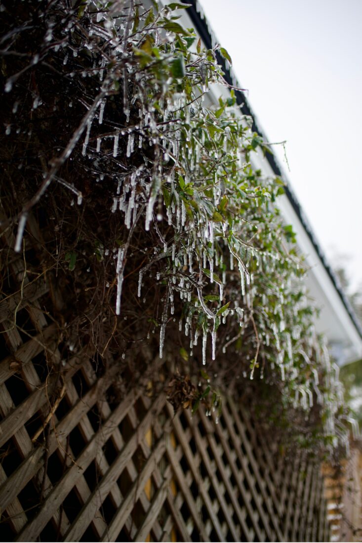 Icicles on vines