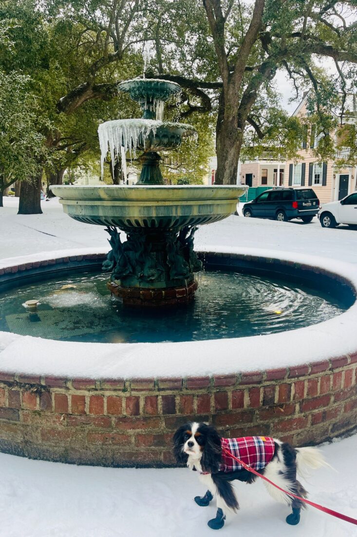 A dog beside a frozen-over fountain