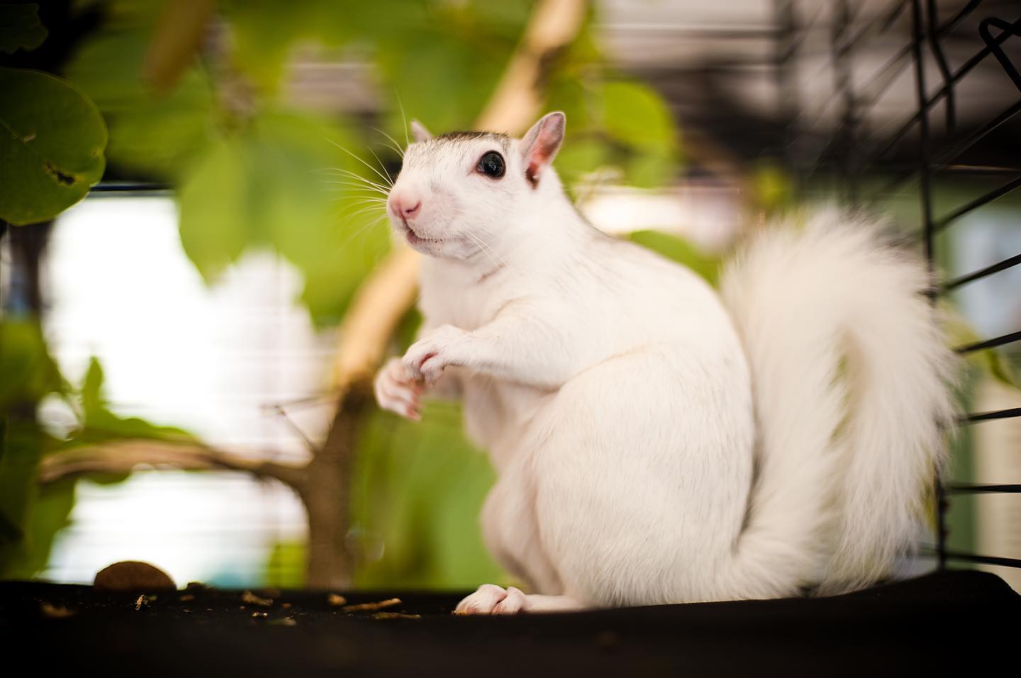 A white squirrel