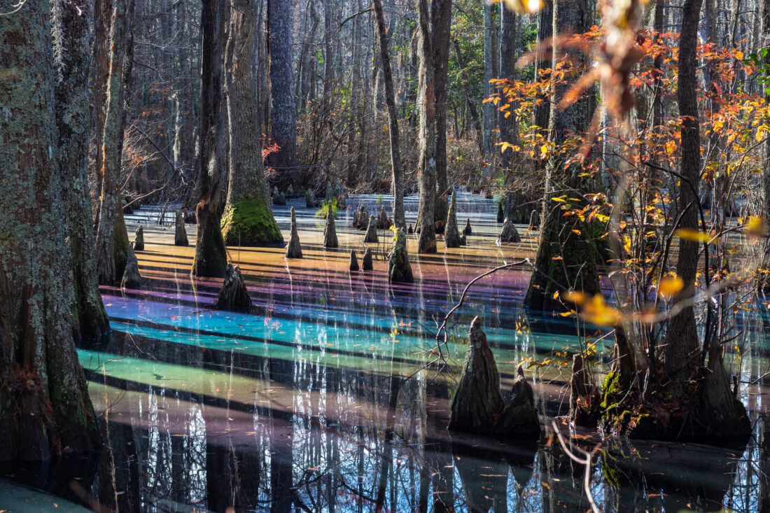 A rainbow sheen on the surface of a cypress swamp.