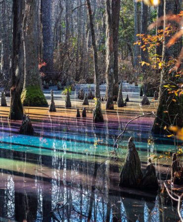 A rainbow sheen on the surface of a cypress swamp.