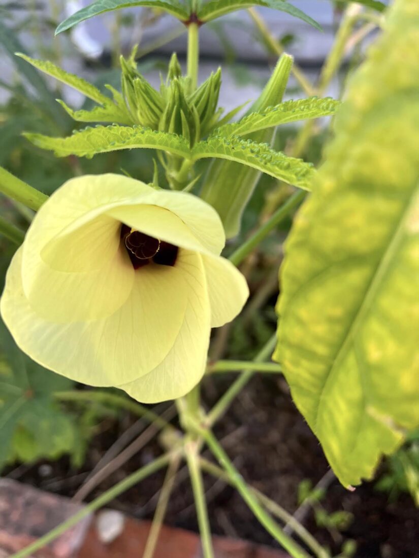 An okra plant with a yellow bloom