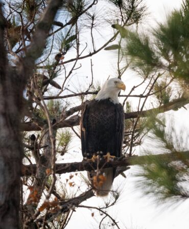 A bald eagle perches in a tree