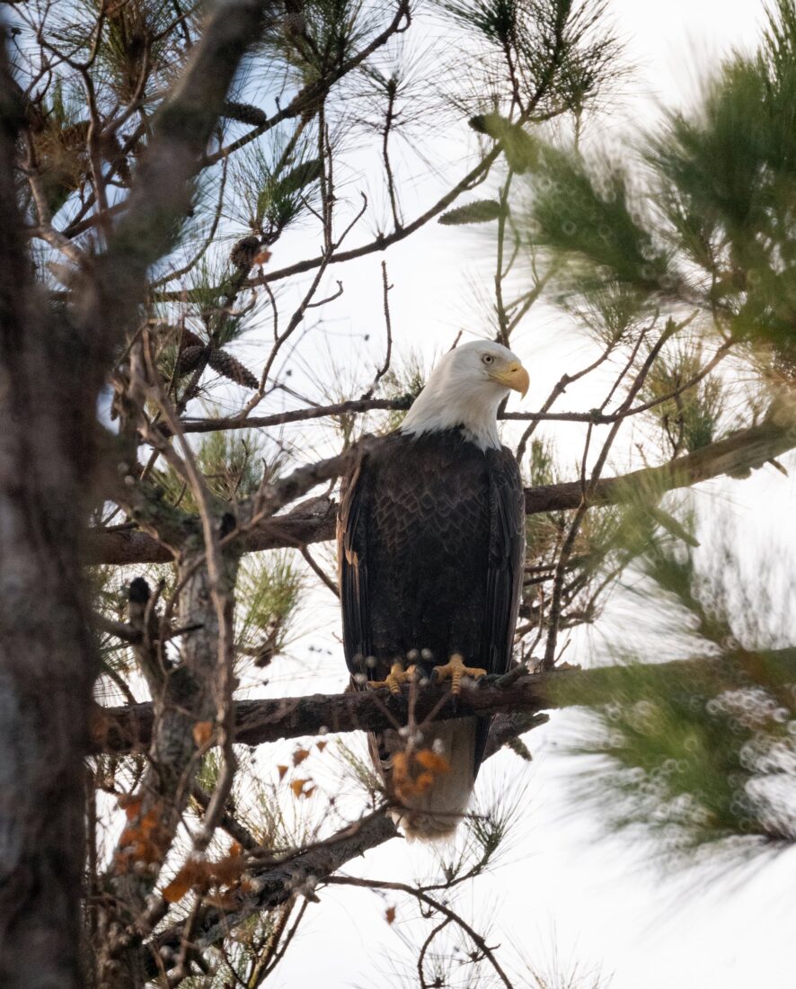 A bald eagle perches in a tree