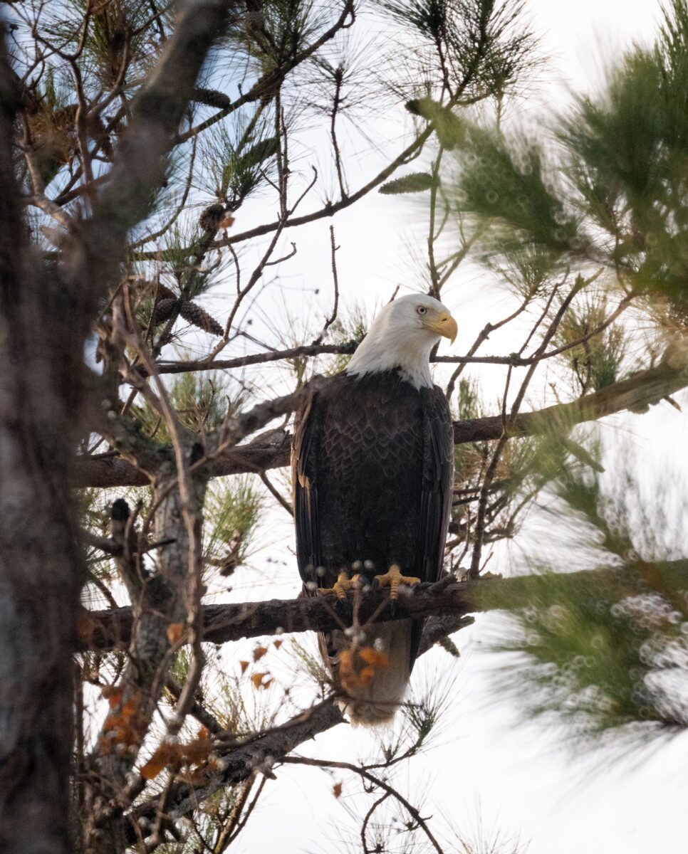A bald eagle perches in a tree