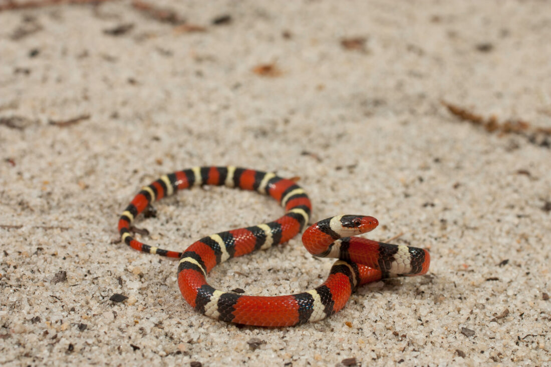A scarlet kingsnake on gravel