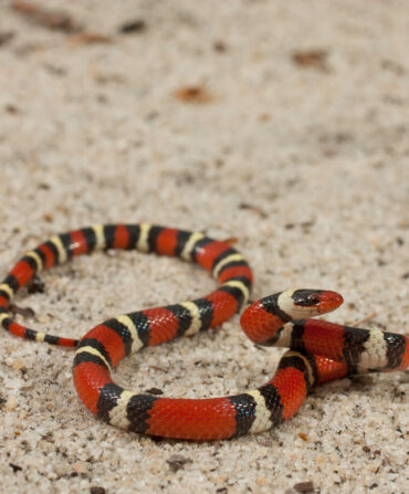 A scarlet kingsnake on gravel