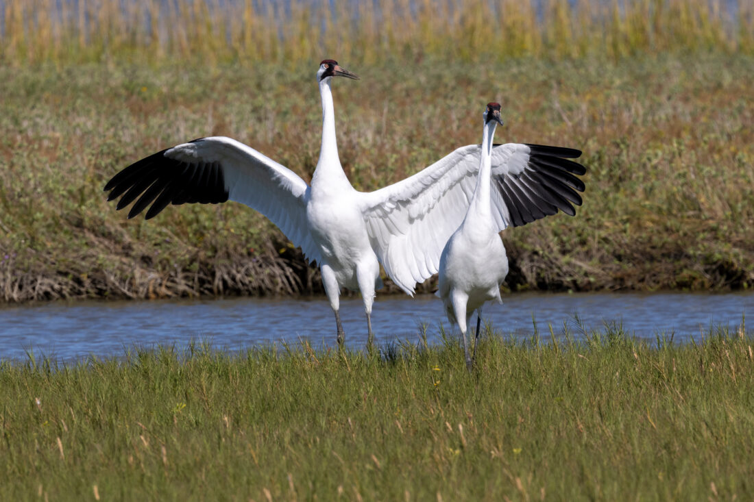 A pair of whooping cranes.