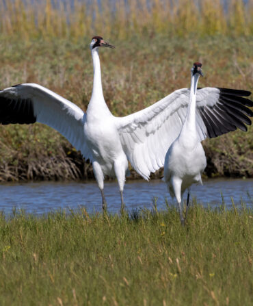 A pair of whooping cranes.