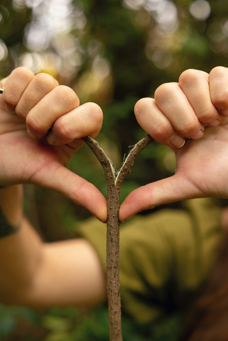 Hands split a kudzu vine