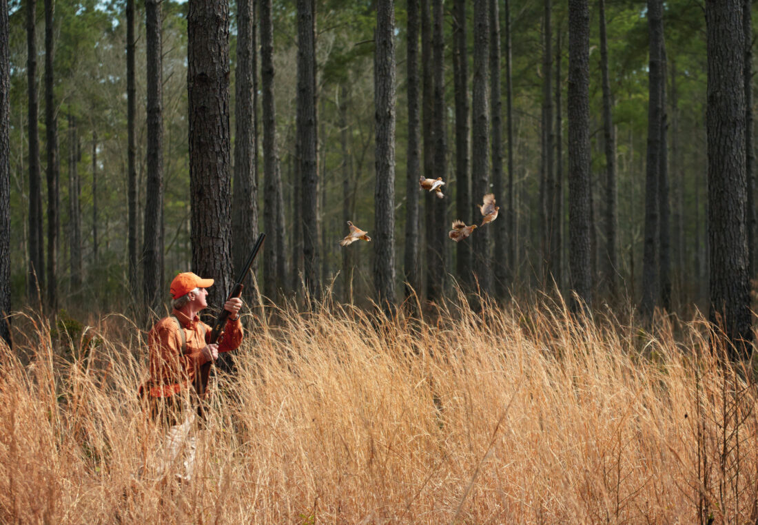 A covey of birds breaks for the sky from yellow grass
