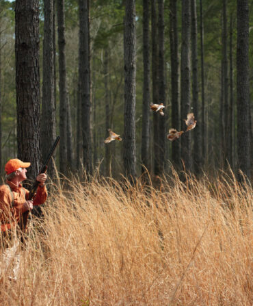 A covey of birds breaks for the sky from yellow grass