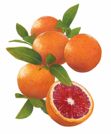 An illustration of blood oranges