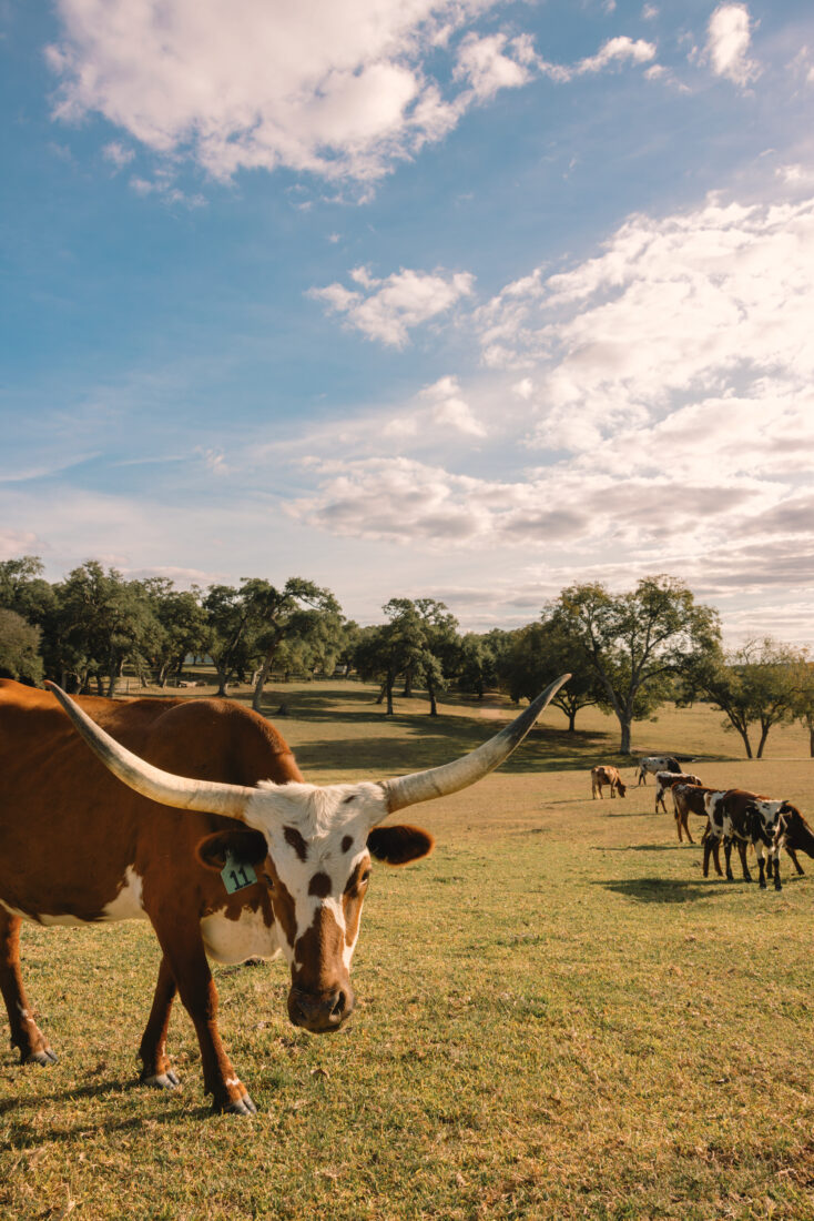 A texas longhorn cow