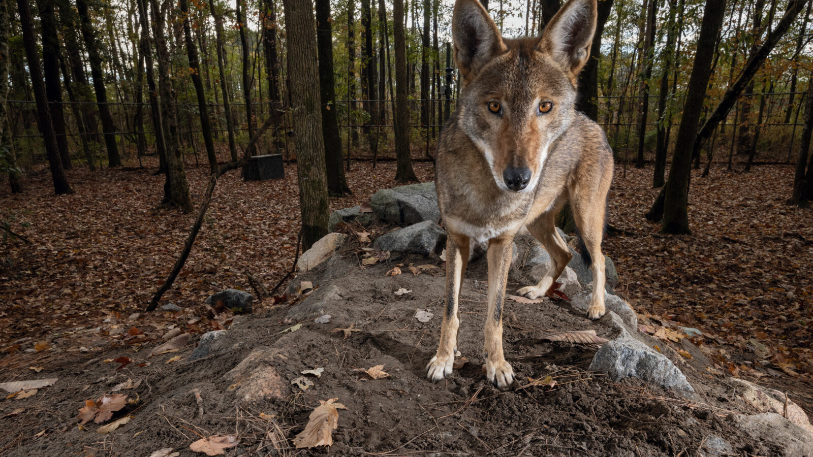 A captive red wolf stands on a rock in an enclosure