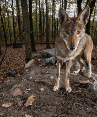 A captive red wolf stands on a rock in an enclosure