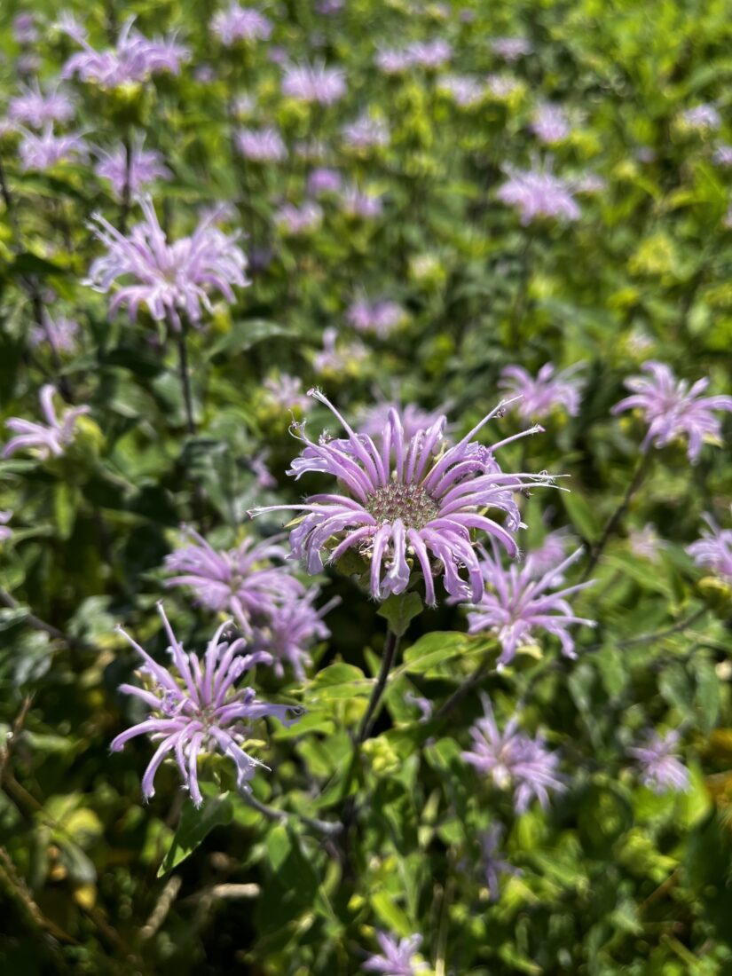 Purple bee balm flowers