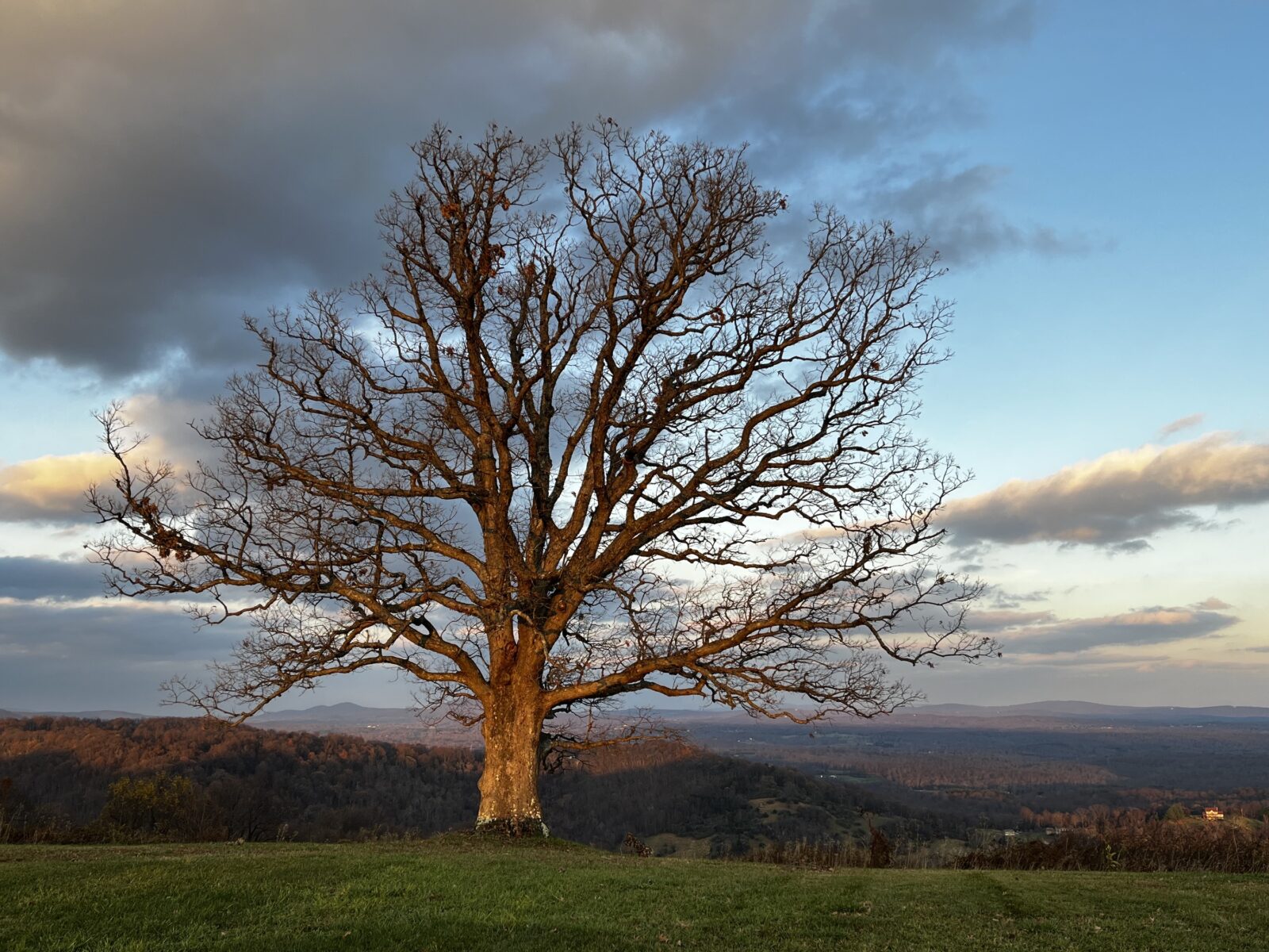 A tall tree stretches in front of a mountain landscape