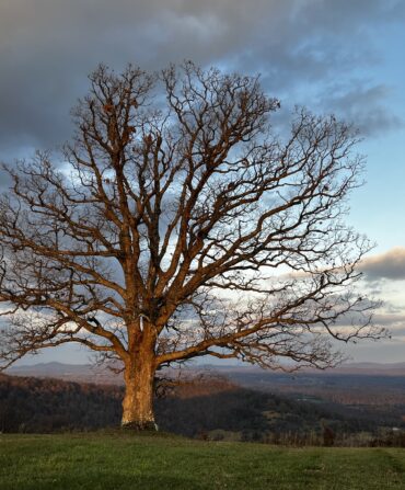 A tall tree stretches in front of a mountain landscape