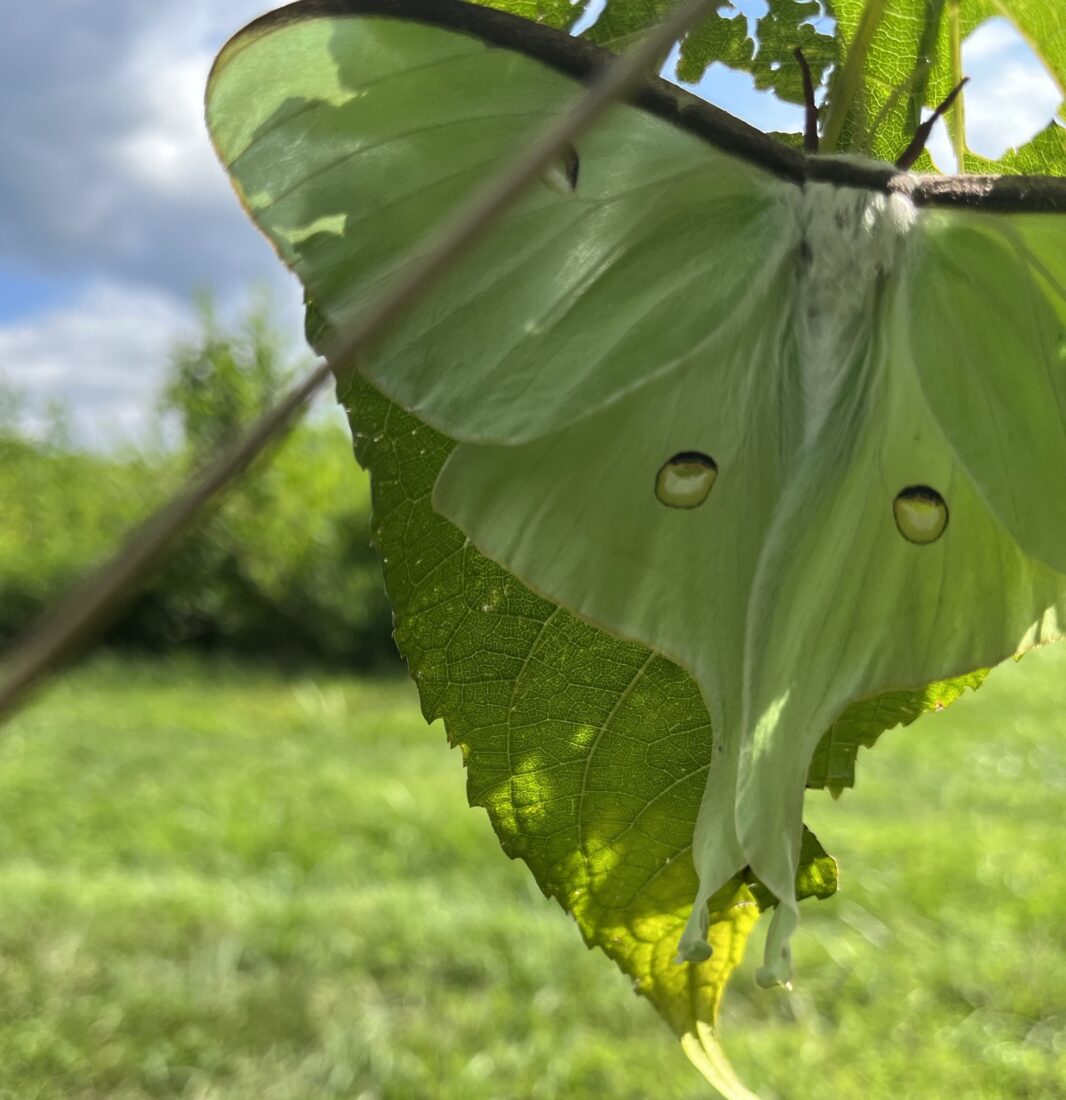 A luna moth lays on the underside of a leaf