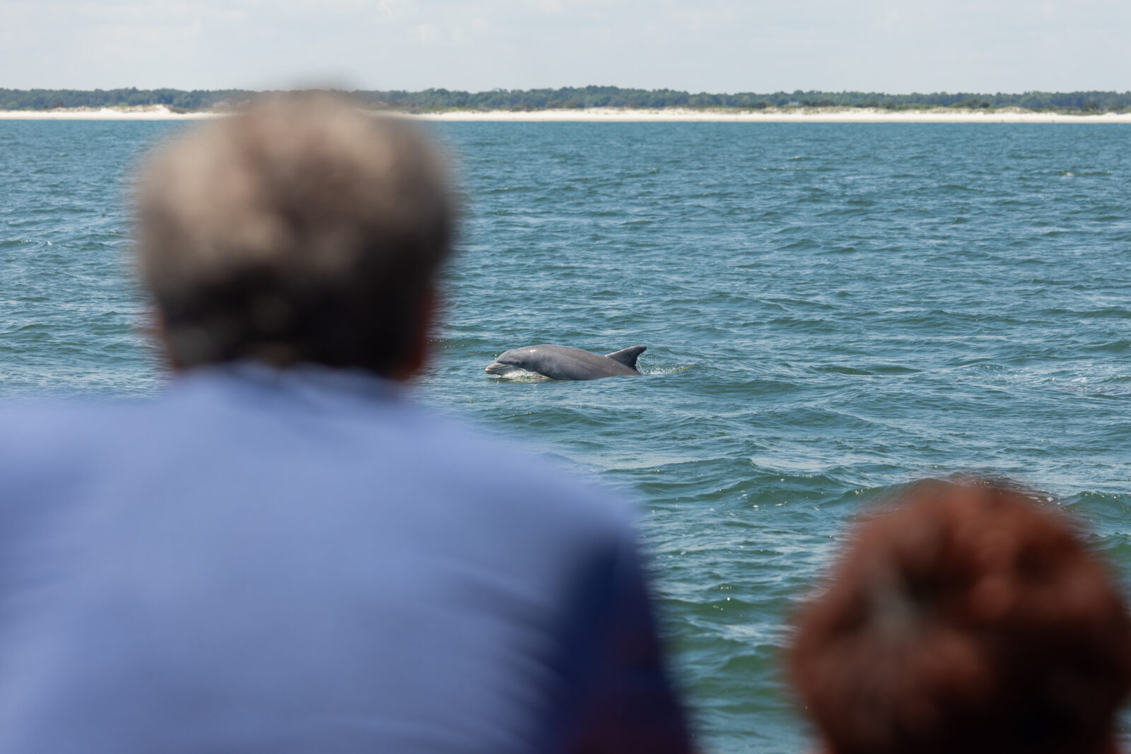 A dolphin comes out of the water