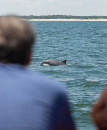 A dolphin comes out of the water