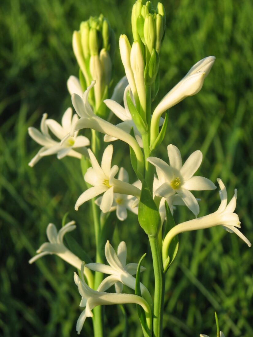 Blooming white tuberoses