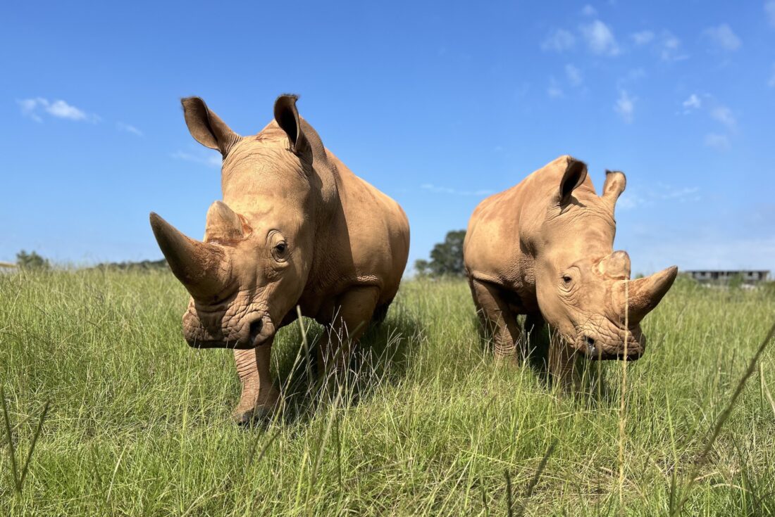 Two white rhinos in a field