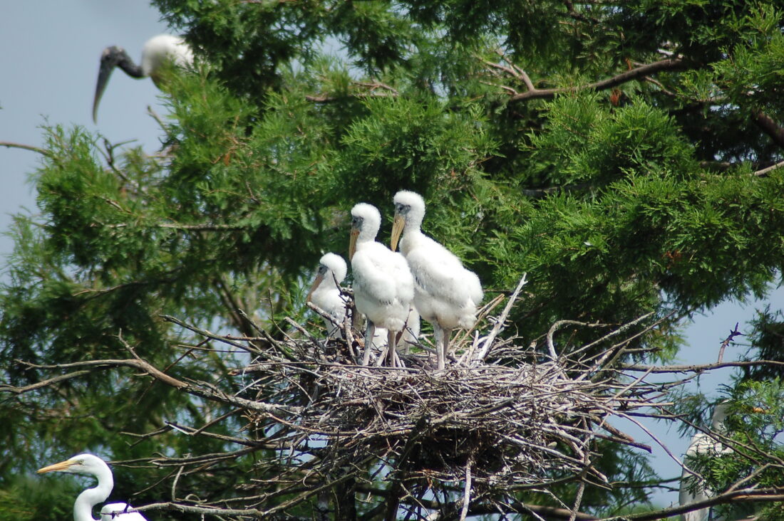 Young wood storks in a nest in a tree