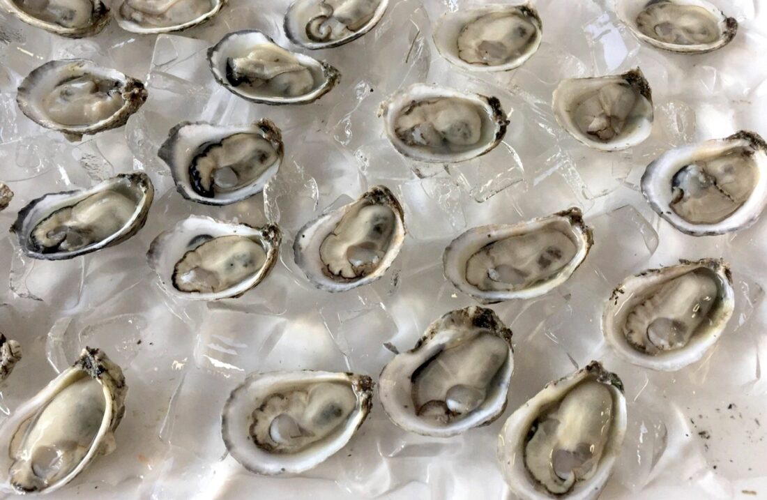 Oysters on ice