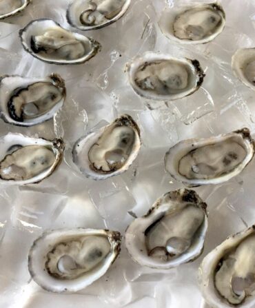 Oysters on ice