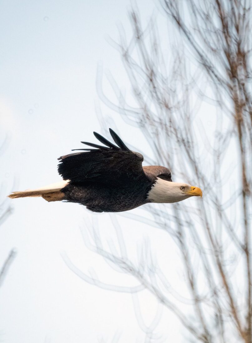 A flying bald eagle