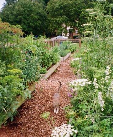 A cat walks through a path of a community garden with lush garden boxes of flowers and veggies