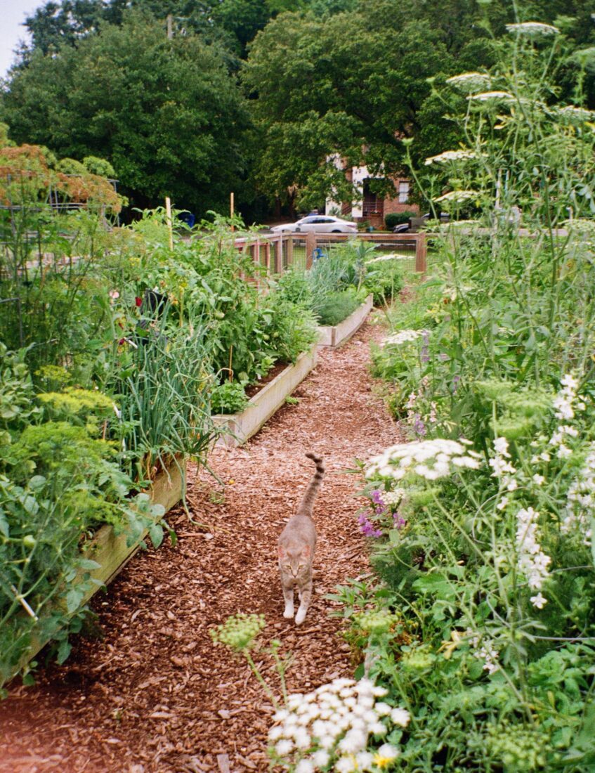 A cat walks through a path of a community garden with lush garden boxes of flowers and veggies