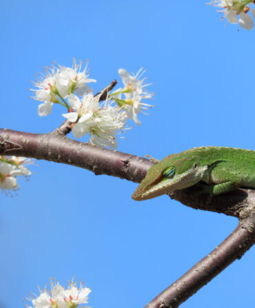 A green lizard in a tree